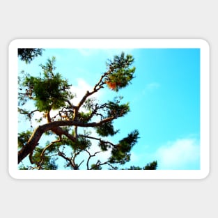 Curved sea pine branch with cones and the azure sky in the background Sticker